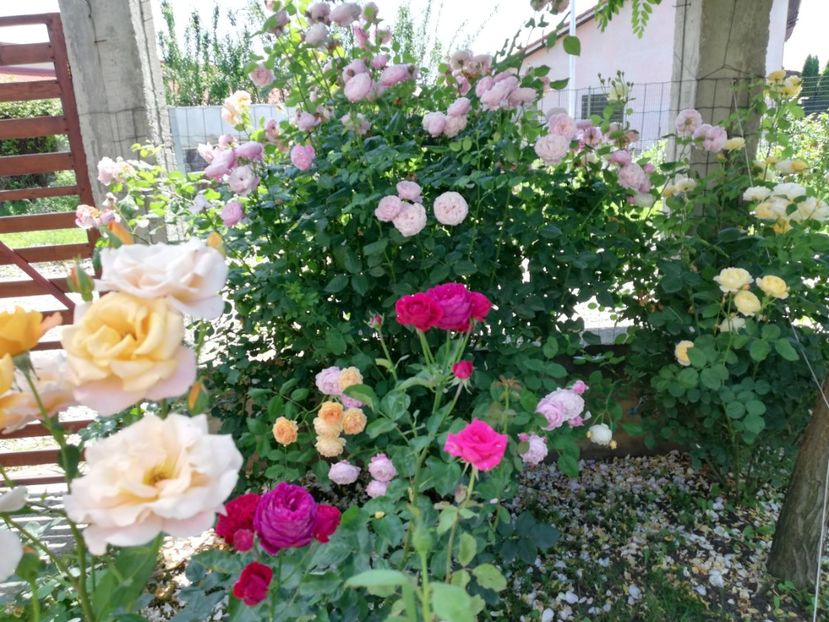  - Crown Princess Margareta