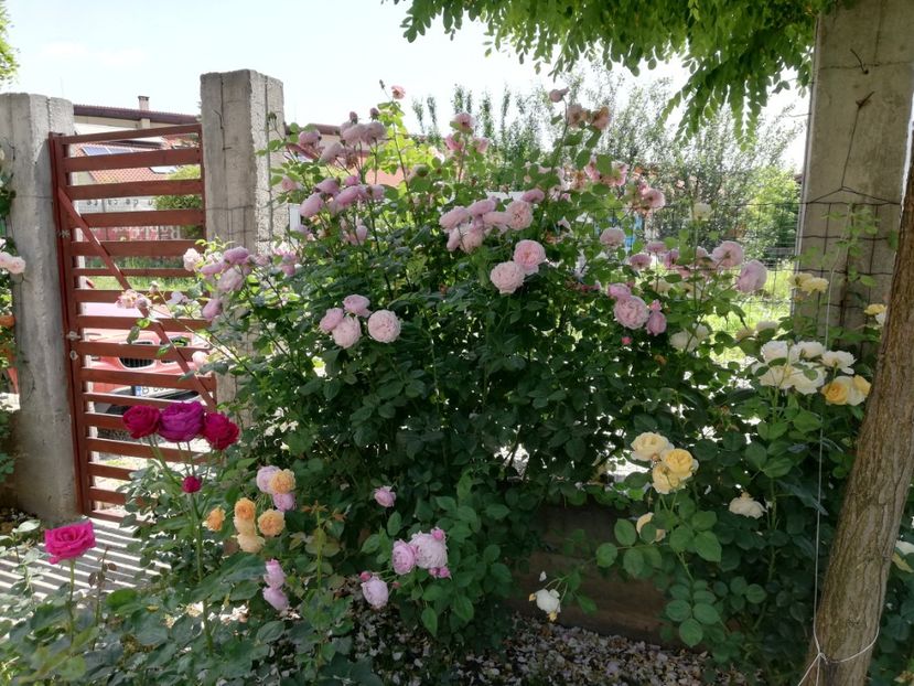  - Crown Princess Margareta