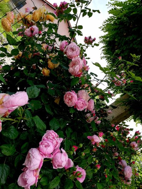  - Crown Princess Margareta