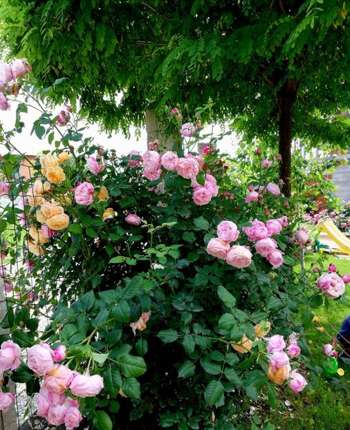  - Crown Princess Margareta