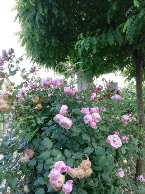  - Crown Princess Margareta