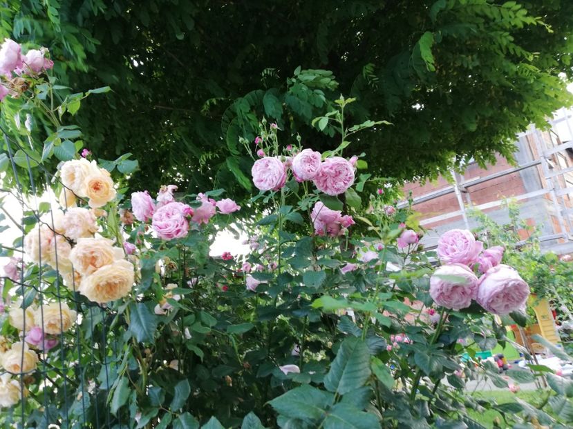  - Crown Princess Margareta