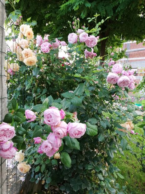  - Crown Princess Margareta