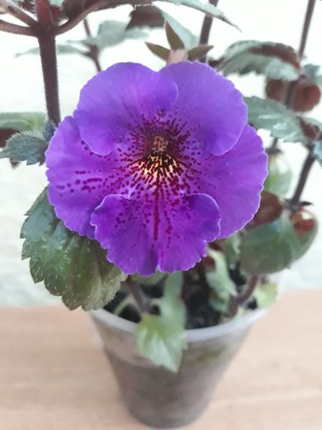 Iunie 2019 - 0001 2022 - Orion