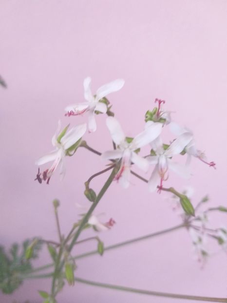  - Pelagonium carnosa