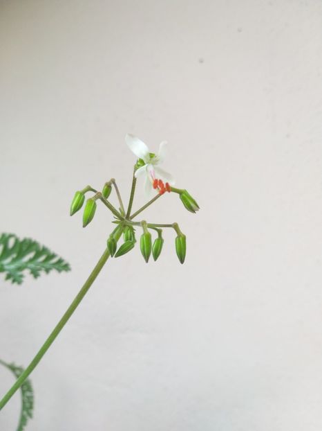  - Pelagonium carnosa