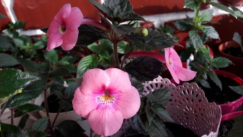 BriDs Margret - 10 Achimenes 2019