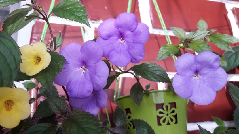 Aquamarine - 10 Achimenes 2019