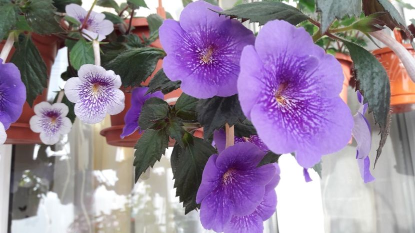 Serge Revelation - 10 Achimenes 2019