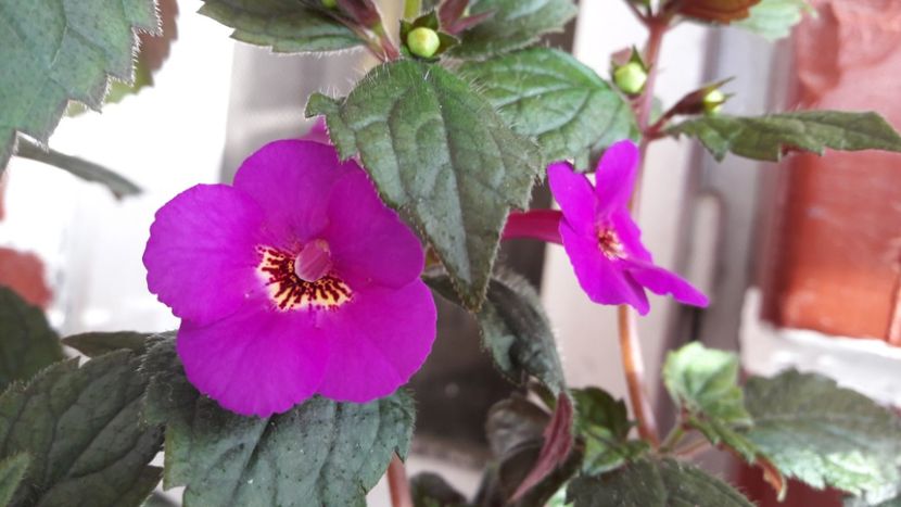 Caprice - 10 Achimenes 2019