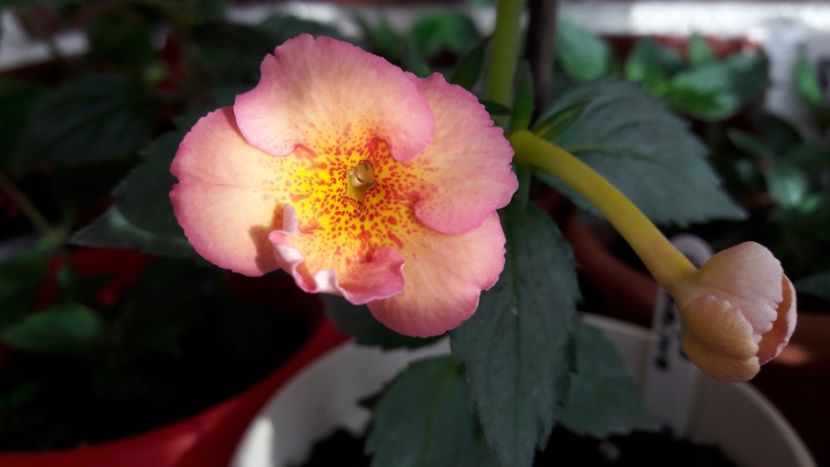 Amelia Vittorino - 10 Achimenes 2019