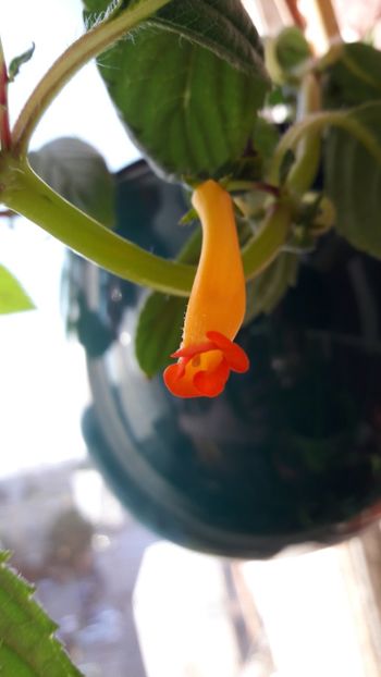 Heterophylla - 10 Achimenes 2019