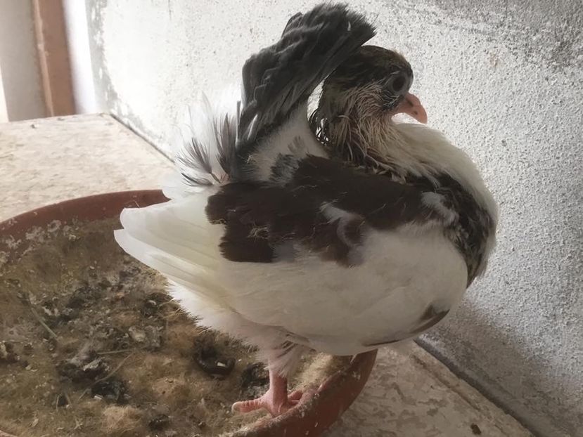 5916FFD8-872B-4FC9-B686-3E2C6870A28A - Pui voltati 2019!