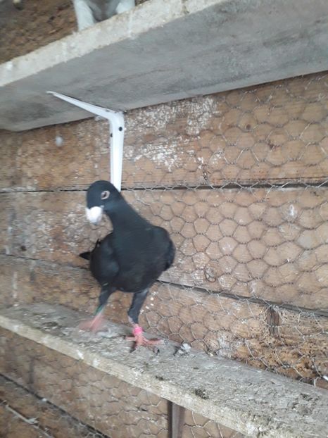  - Pui voiajori germani 2019