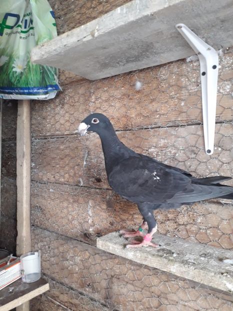  - Pui voiajori germani 2019