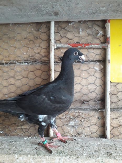  - Pui voiajori germani 2019