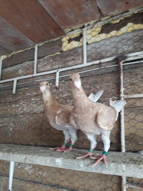  - Pui voiajori germani 2019