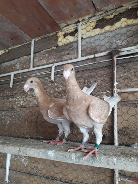  - Pui voiajori germani 2019