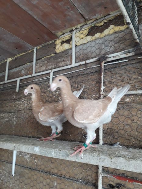  - Pui voiajori germani 2019