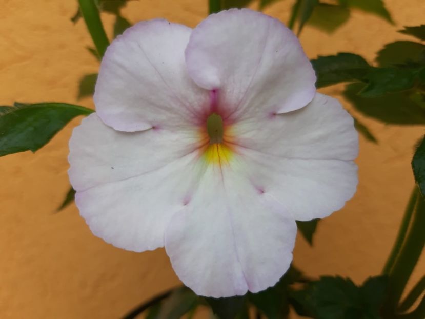 BriD’s Überraschung - Achi din semințe BriDs 2019