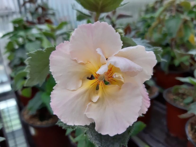 BriD’s - Achi din semințe BriDs 2019