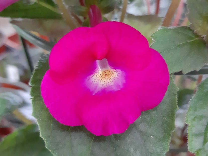 BriD’s June (2018) - Achi din semințe BriDs 2019