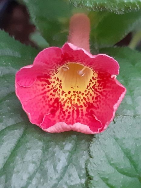 BriD’s Pauline - Achi din semințe BriDs 2019