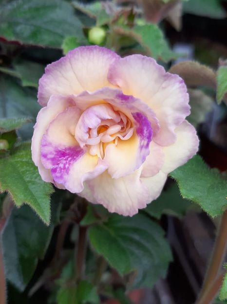 BriD’s Marion Mieschke - Achi din semințe BriDs 2019