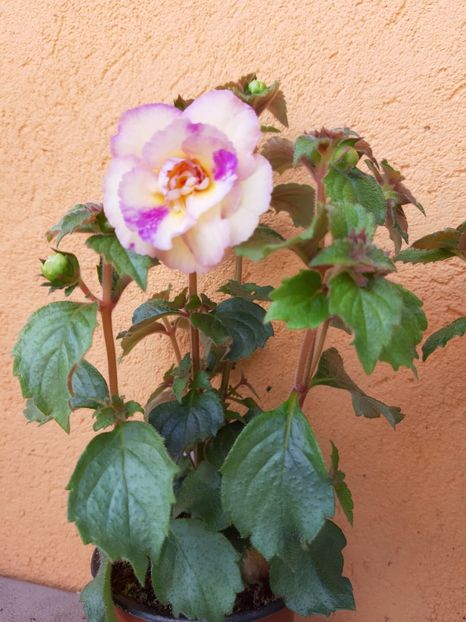 BriD’s Marion Mieschke - Achi din semințe BriDs 2019