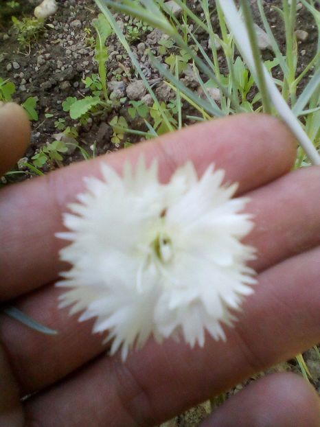 O nebunie de parfum - Garofițe