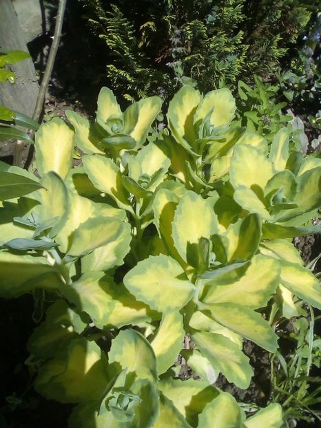 Sedum variegat - Suculente de exterior