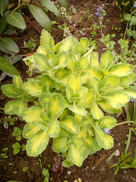 Sedum variegat - Suculente de exterior