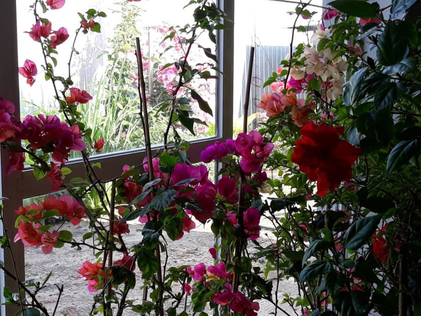  - Bougainvillea 2019-2020