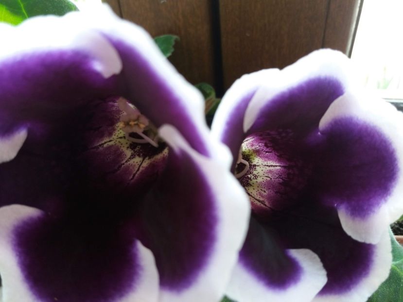 2 - gloxinia 2019