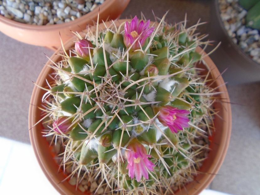 Mammillaria compressa - Cactusi 2019 bis