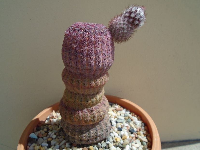 Echinocereus rigidissimus v. rubispinus - Cactusi 2019 bis