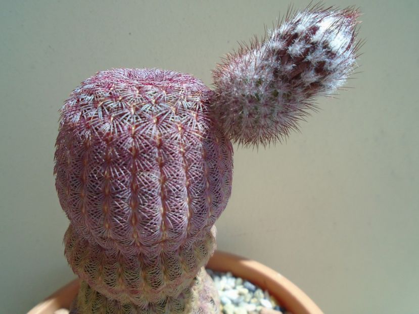 Echinocereus rigidissimus v. rubispinus - Cactusi 2019 bis