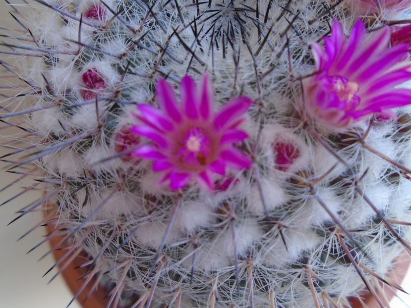 Mammillaria formosa ssp. chionocephala - Cactusi 2019 bis