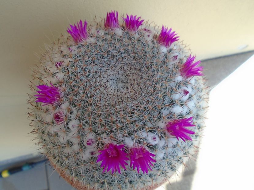 Mammillaria hahniana - Cactusi 2019 bis