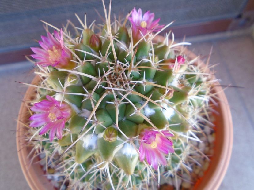 Mammillaria compressa - Cactusi 2019 bis