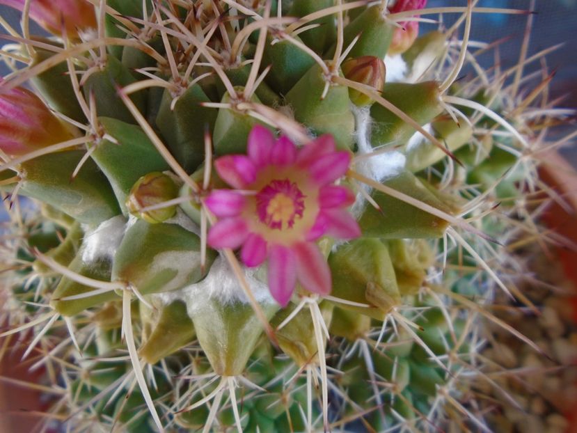 Mammillaria compressa - Cactusi 2019 bis