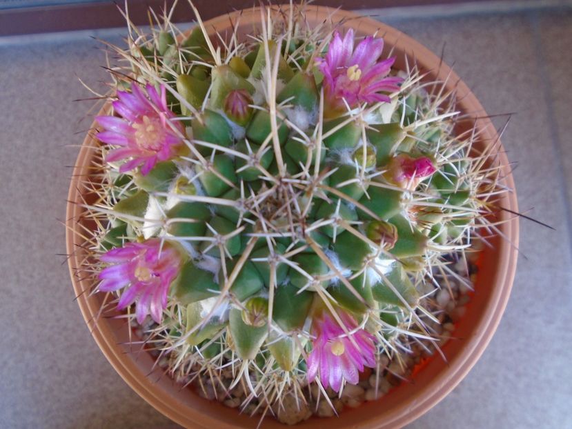 Mammillaria compressa - Cactusi 2019 bis