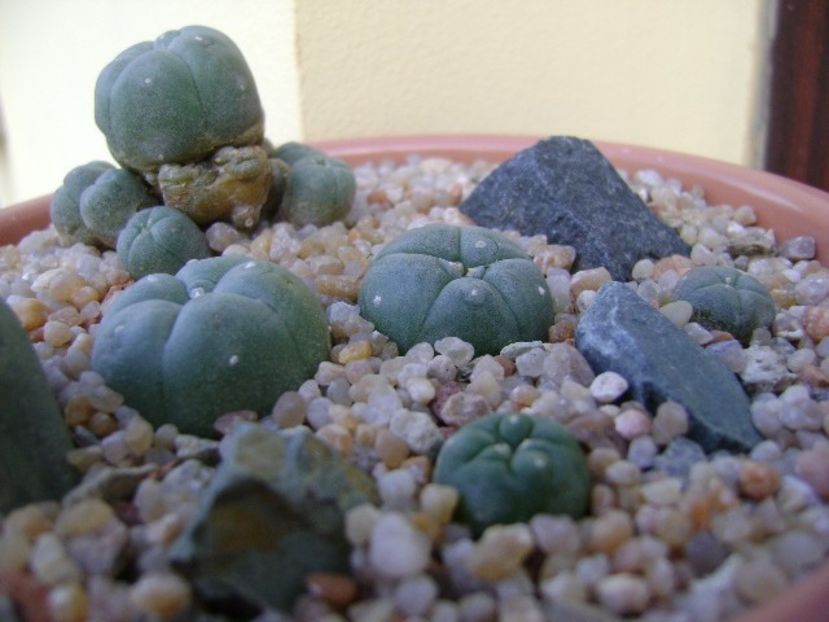 Grup de 5 Lophophora - Cactusi 2019 bis