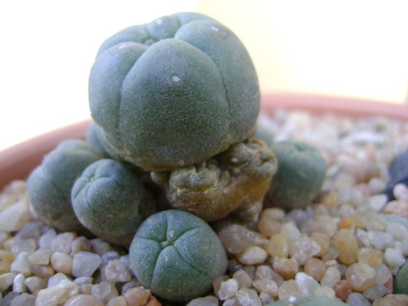 Lophophora williamsii v. caespitosa - Cactusi 2019 bis