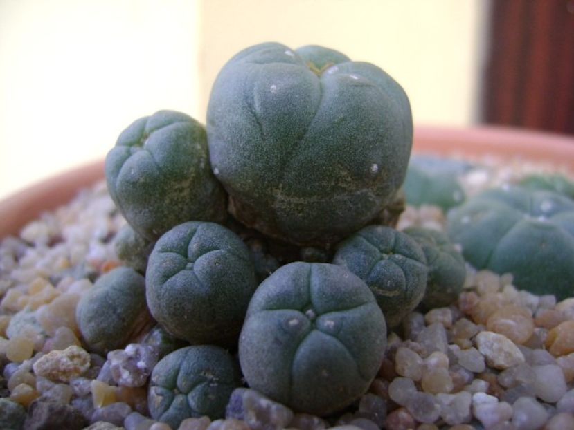 Lophophora williamsii v. caespitosa - Cactusi 2019 bis