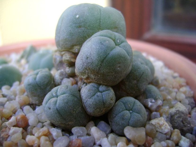 Lophophora williamsii v. caespitosa - Cactusi 2019 bis