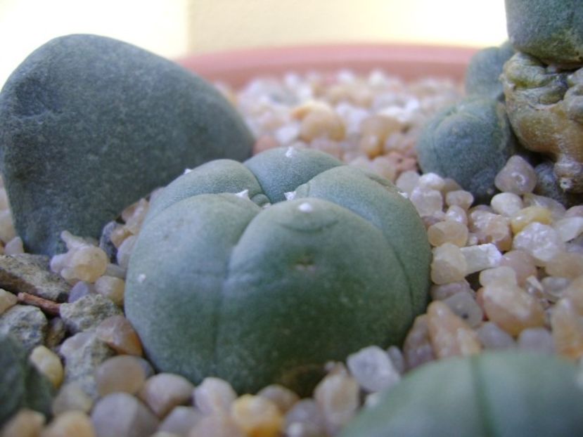 Lophophora williamsii (Peyote) - Cactusi 2019 bis