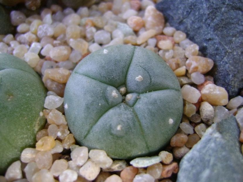Lophophora williamsii v. texana - Cactusi 2019 bis