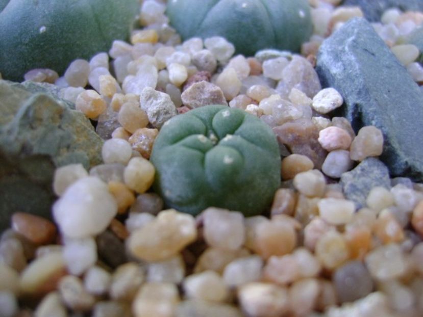 Lophophora diffusa v. Koehresii - Cactusi 2019 bis