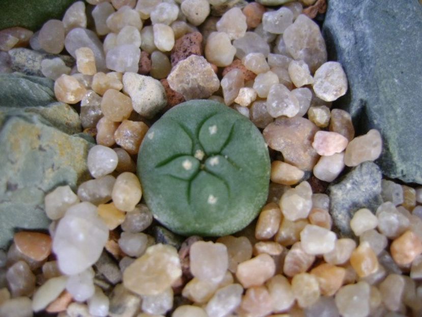 Lophophora diffusa v. Koehresii - Cactusi 2019 bis